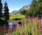 Un lago con flores en primer plano y altas motañas
