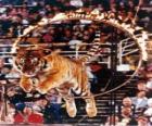 Tigre saltando por el interior de un circulo de fuego
