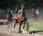 Carrera de Trote