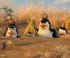 Los pingüinos camuflados