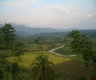 Bosque impenetrable de Bwindi, Uganda.