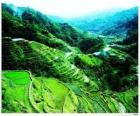 Arrozales en terrazas de las cordilleras de Filipinas