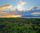 Paisaje vitícola de la Isla del Pico, Portugal.