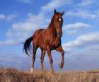 Caballo
