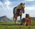 Dos caballos pastando en la alta montaña