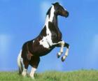 Caballo, moteado encabritado