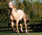 Caballo al trote 