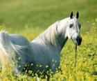 Caballo Árabe, blanco en el campo