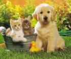 Perrito junto a dos gatitos