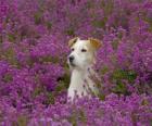 Fox Terrier en el campo 
