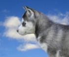 Cachorro, de Husky siberiano