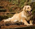 Golden retriever, en el jardin