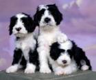 Tres bonitos cachorros