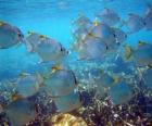 Bandada de peces