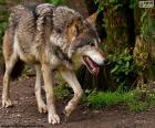 El lobo