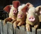 Cerdo doméstico