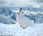Conejo o liebre de color blanco en invierno con el paisaje nevado
