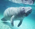 Un manatí o vaca marina, un tranquilo mamífero marino herbívoro