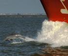delfin nadando y saltando delante de una embarcación