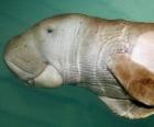 el dugongo es un sirenio herbívoro que come algas en las costas del Océano Índico
