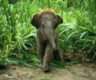 pequeño elefante