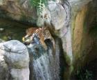 Tigre adulto descansando en un riachuelo