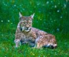 lince descansando