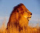 el león macho con su melena