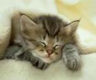 Cría de gato, gatito durmiendo