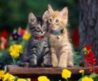 dos gatos con collar