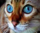gato de ojos azules