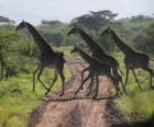 grupo de jirafas cruzando un camino