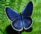mariposa azul con las alas completamente abiertas