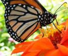 mariposa sobre una flor