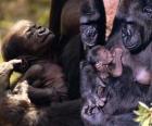 familia de gorilas