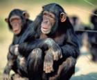 Chimpancé sentado en el suelo