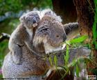 Koala con su hijo en la espalda subiendo a un árbol