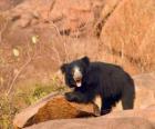 Oso Perezoso caminando con dificultad sobre el suelo