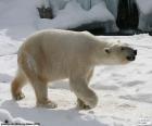 El oso polar o oso blanco es uno de los mayores carnívoros terrestres, viven en el Ártico