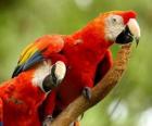 Dos papagayos o loros sobre una rama