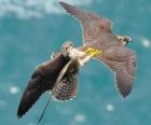 pelea de halcones