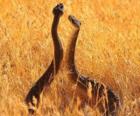 Serpientes en el campo