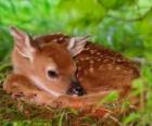 pequeño bambi