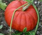 Una gran calabaza, el fruto de la planta de calabaza originaria de América