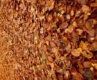 Hojas caídas en el suelo, una típica imagen del otoño