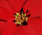 Flor de Navidad o estrella de Navidad- Poinsetia