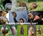 El Día de la Marmota