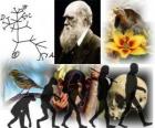 Día de Darwin, Charles Darwin nació el 12 de febrero de 1809. Árbol de Darwin, el primer esquema de su teoría de la evolución