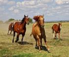 Manada de caballos