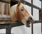 Caballo sacando la cabeza por la ventana del establo